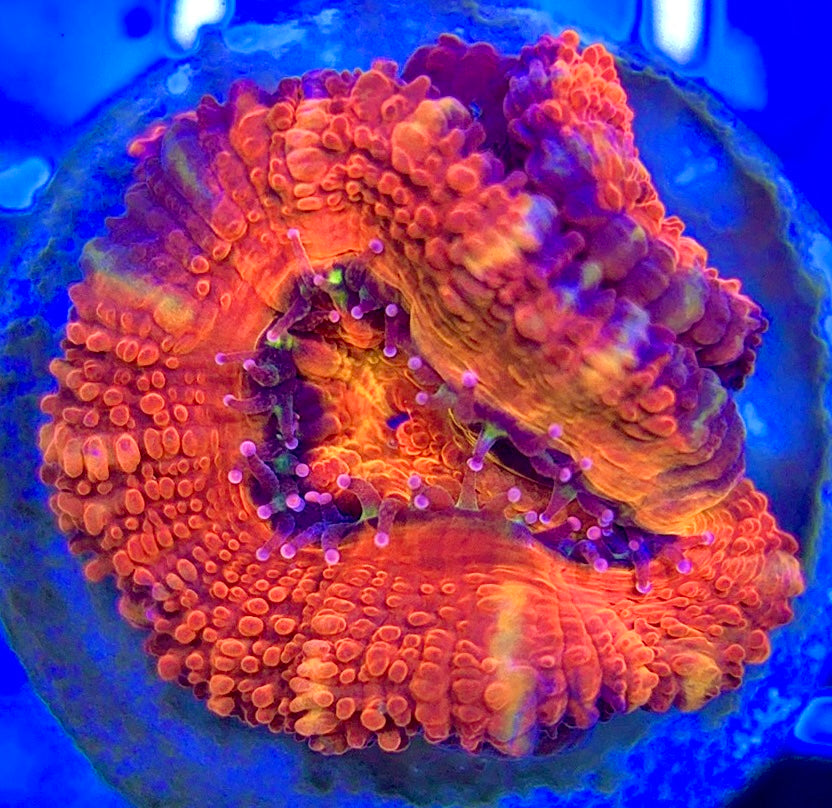 Acan Micromussa AM052902 WYSIWYG