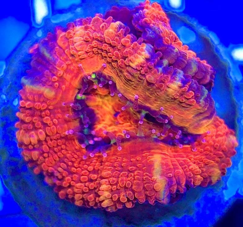 Acan Micromussa AM052902 WYSIWYG