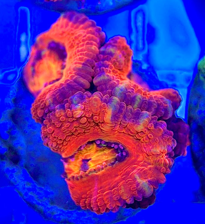 Acan Micromussa AM052903 WYSIWYG