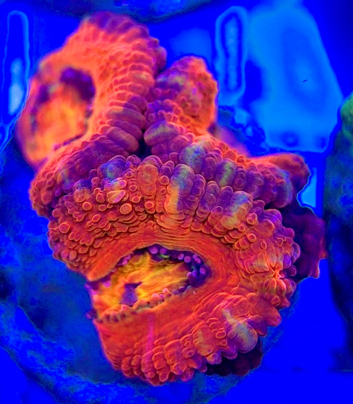 Acan Micromussa AM052903 WYSIWYG
