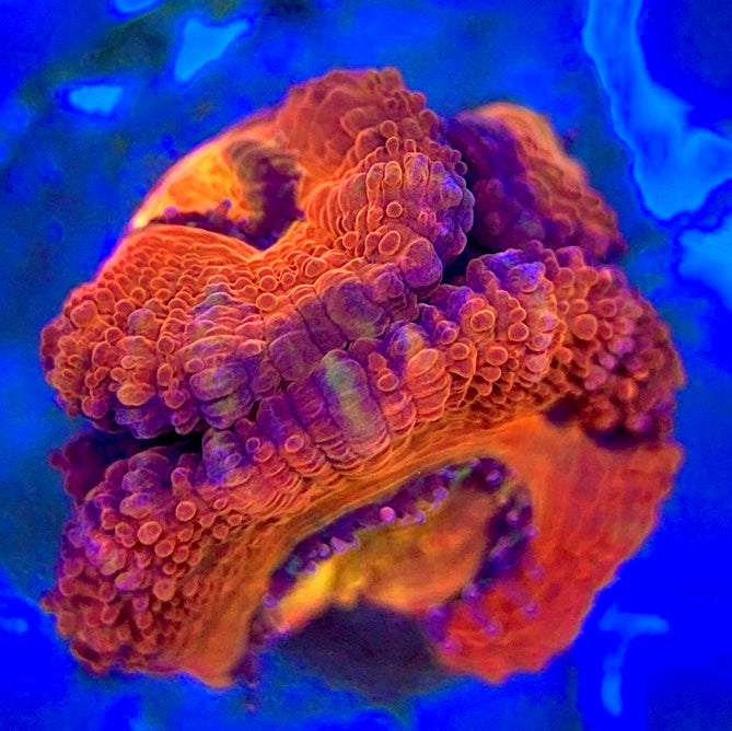 Acan Micromussa AM052904 WYSIWYG