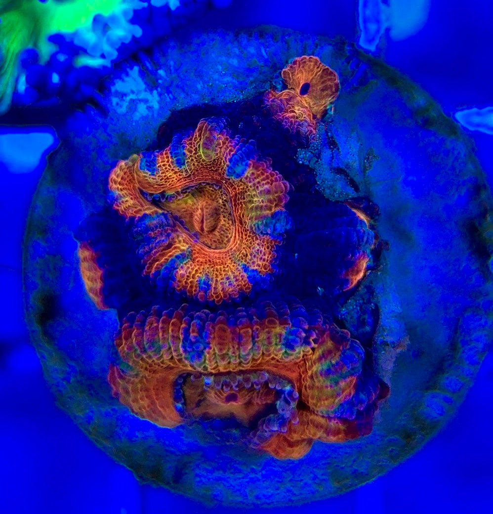 Acan Lordhowensis AL052901 WYSIWYG