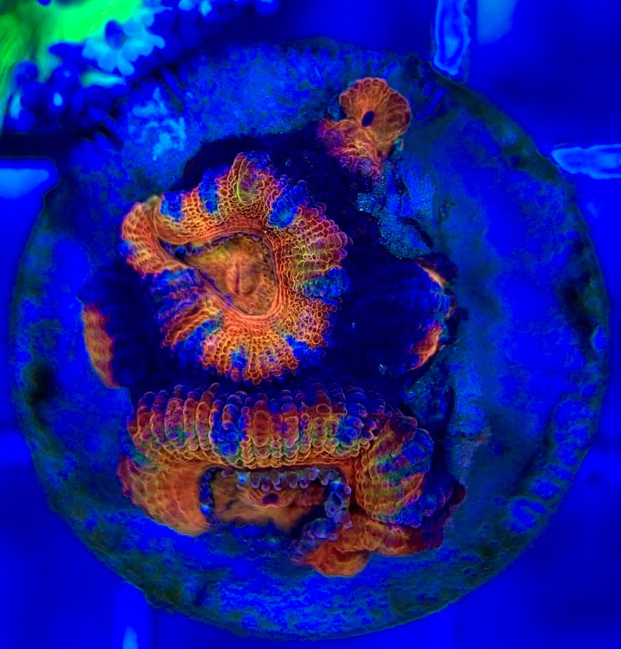 Acan Lordhowensis AL052901 WYSIWYG