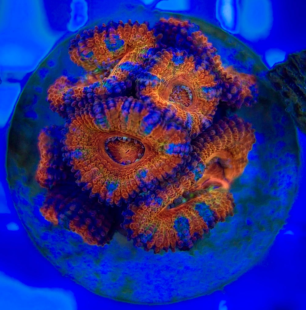 Acan Lordhowensis AL052902 WYSIWYG