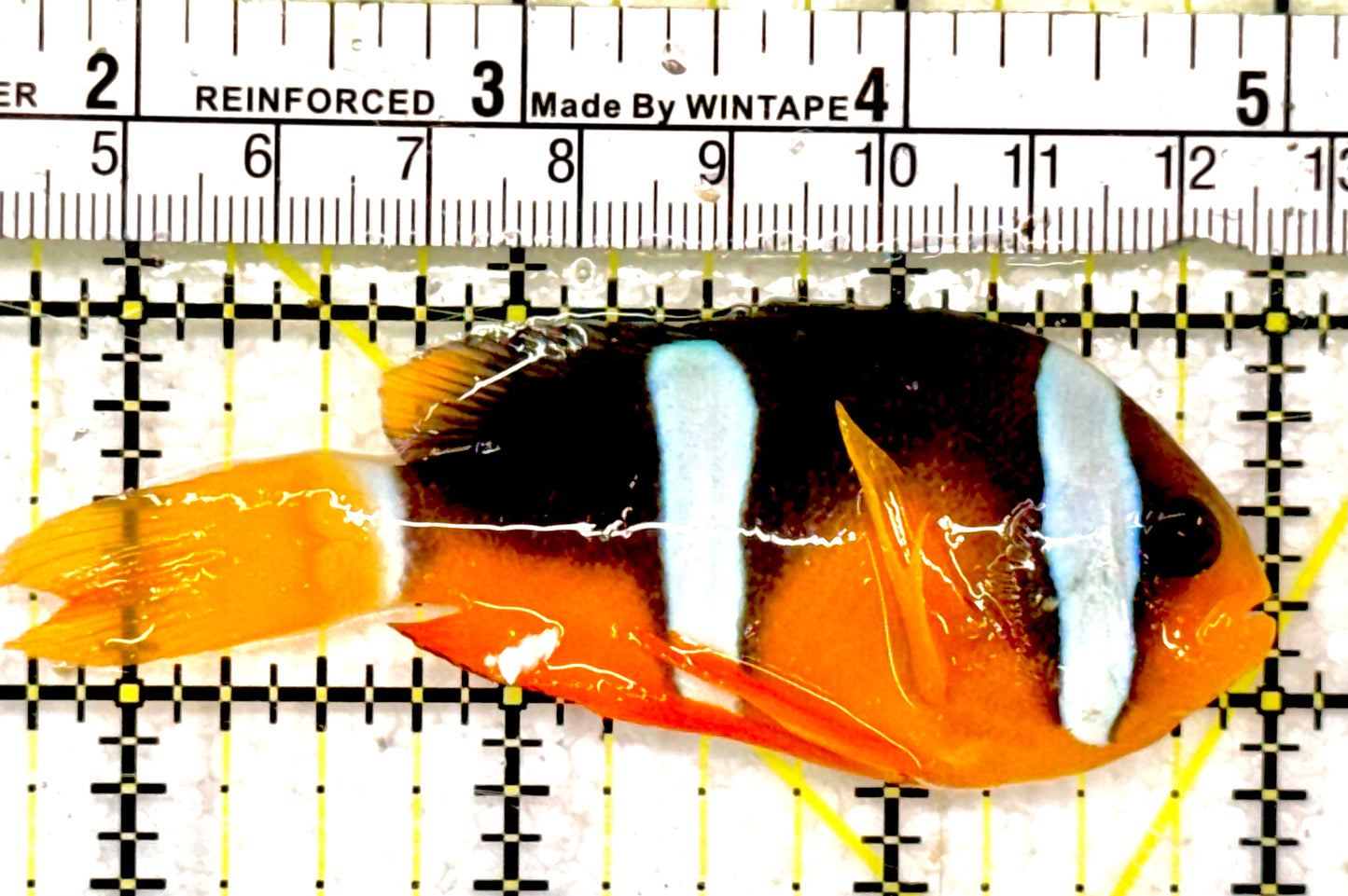 Oman Clarkii Clownfish (Red Sea) OCC042604 WYSIWYG Size: XL 3.25"approx