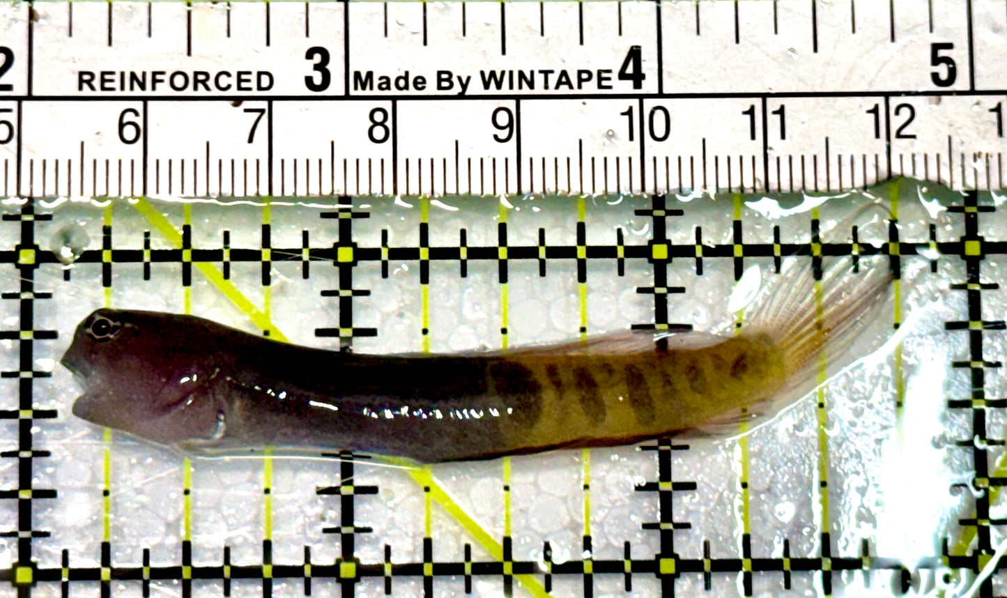 Oman Gulf Blenny OGB042601 WYSIWYG Size: 2.75” approx