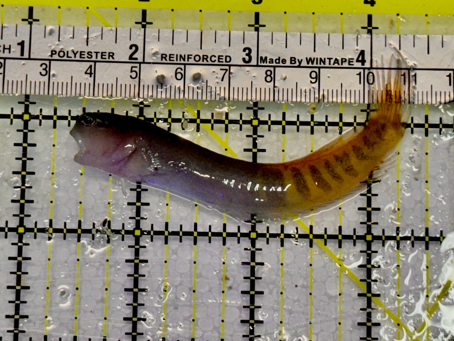 Oman Gulf Blenny OGB042602 WYSIWYG Size: 3.5” approx