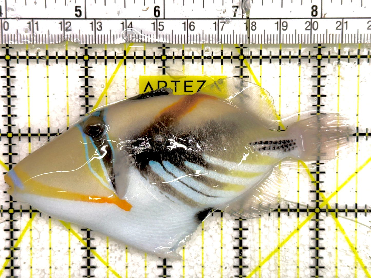 Humu Picasso Triggerfish HPT043001 WYSIWYG Size: L 4.5"approx