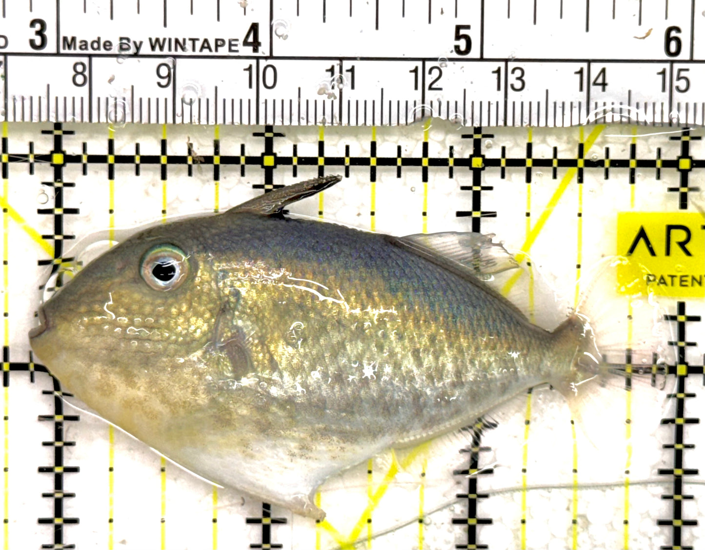Goldenback Triggerfish GT050101 WYSIWYG Size: L 3" approx