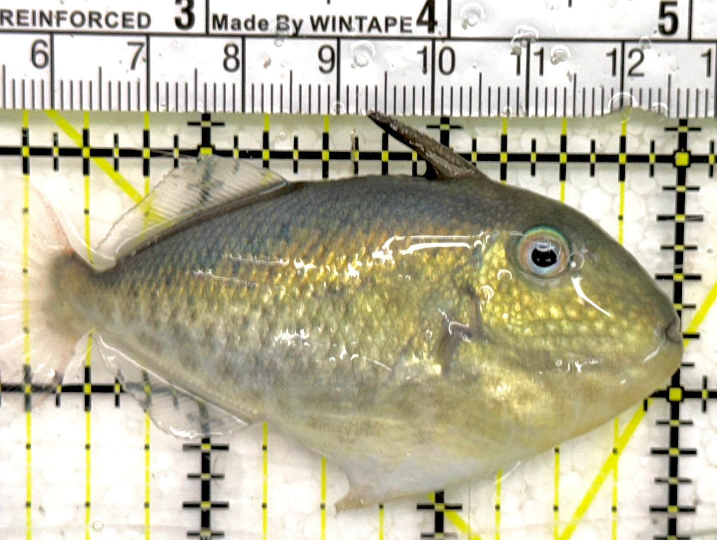 Goldenback Triggerfish GT050101 WYSIWYG Size: L 3" approx