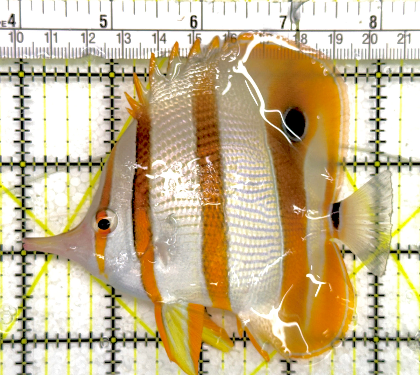Copperband Butterflyfish CB043001 WYSIWYG Size: L 4.25" approx
