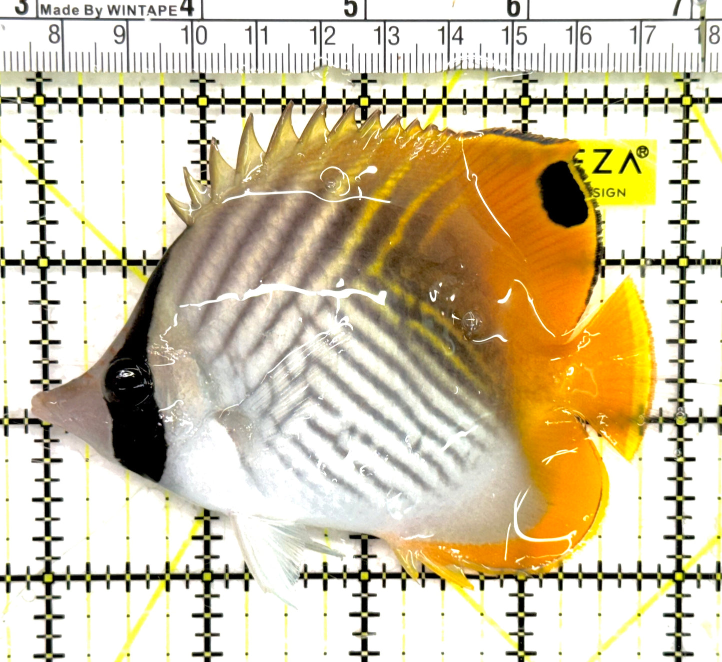 Auriga Butterflyfish AB043001 WYSIWYG Size: L 4" approx