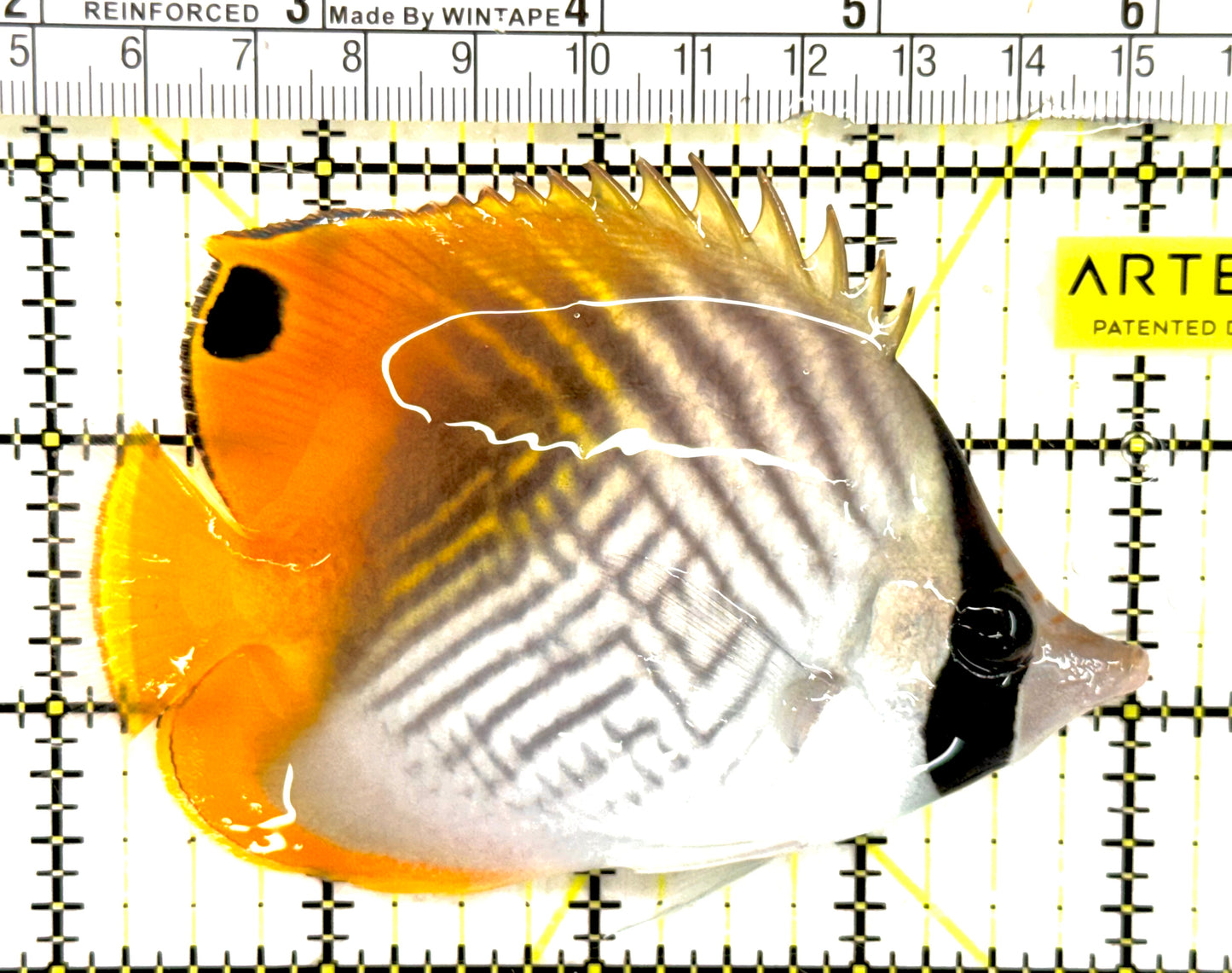 Auriga Butterflyfish AB043001 WYSIWYG Size: L 4" approx