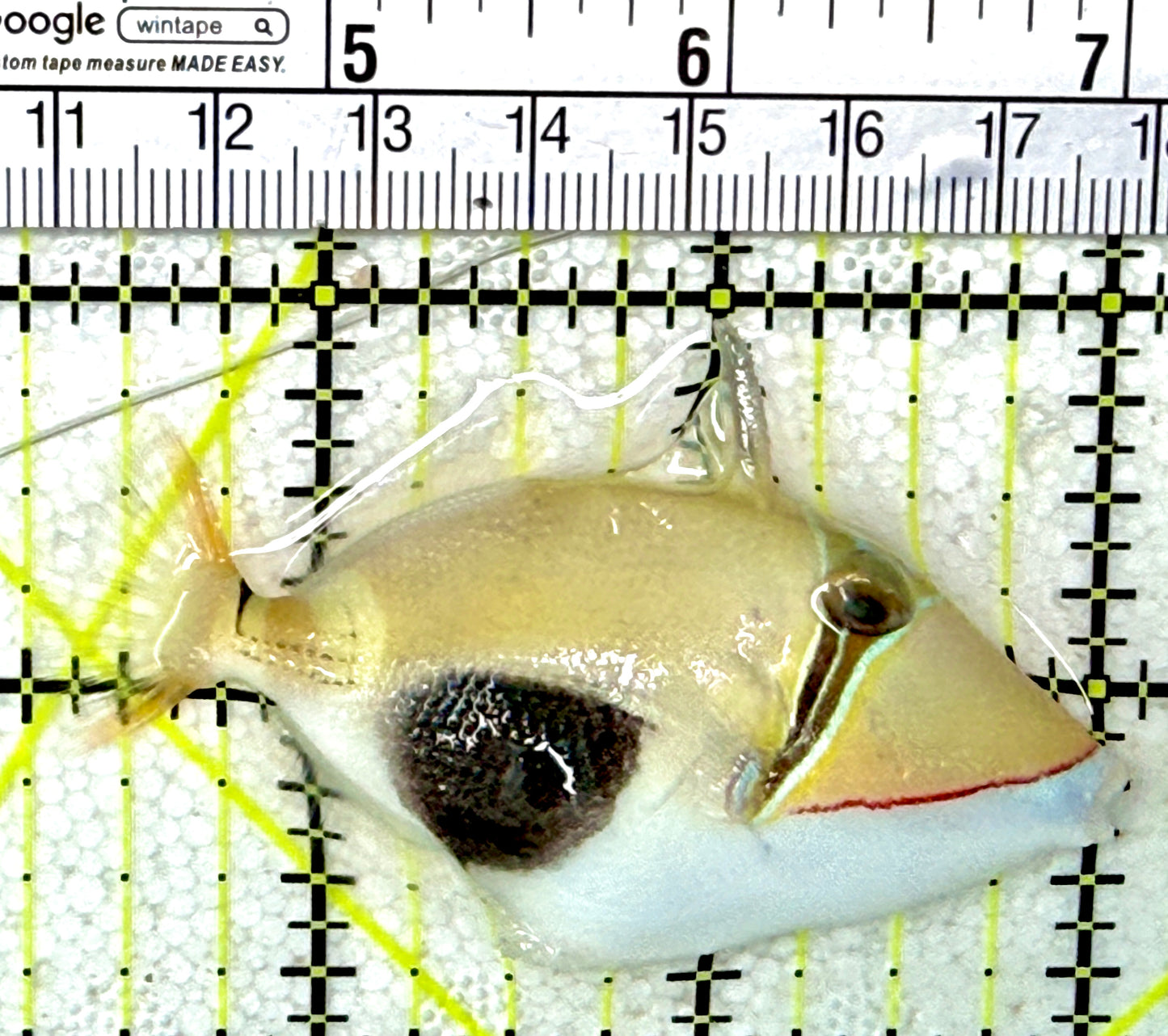 Bursa Triggerfish BT031001 WYSIWYG Size: M 2.75"