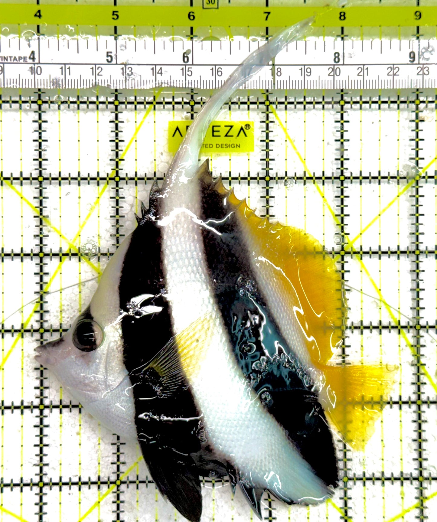 Heniochus Butterflyfish HB050102 WYSIWYG Size: XL 4.75" approx