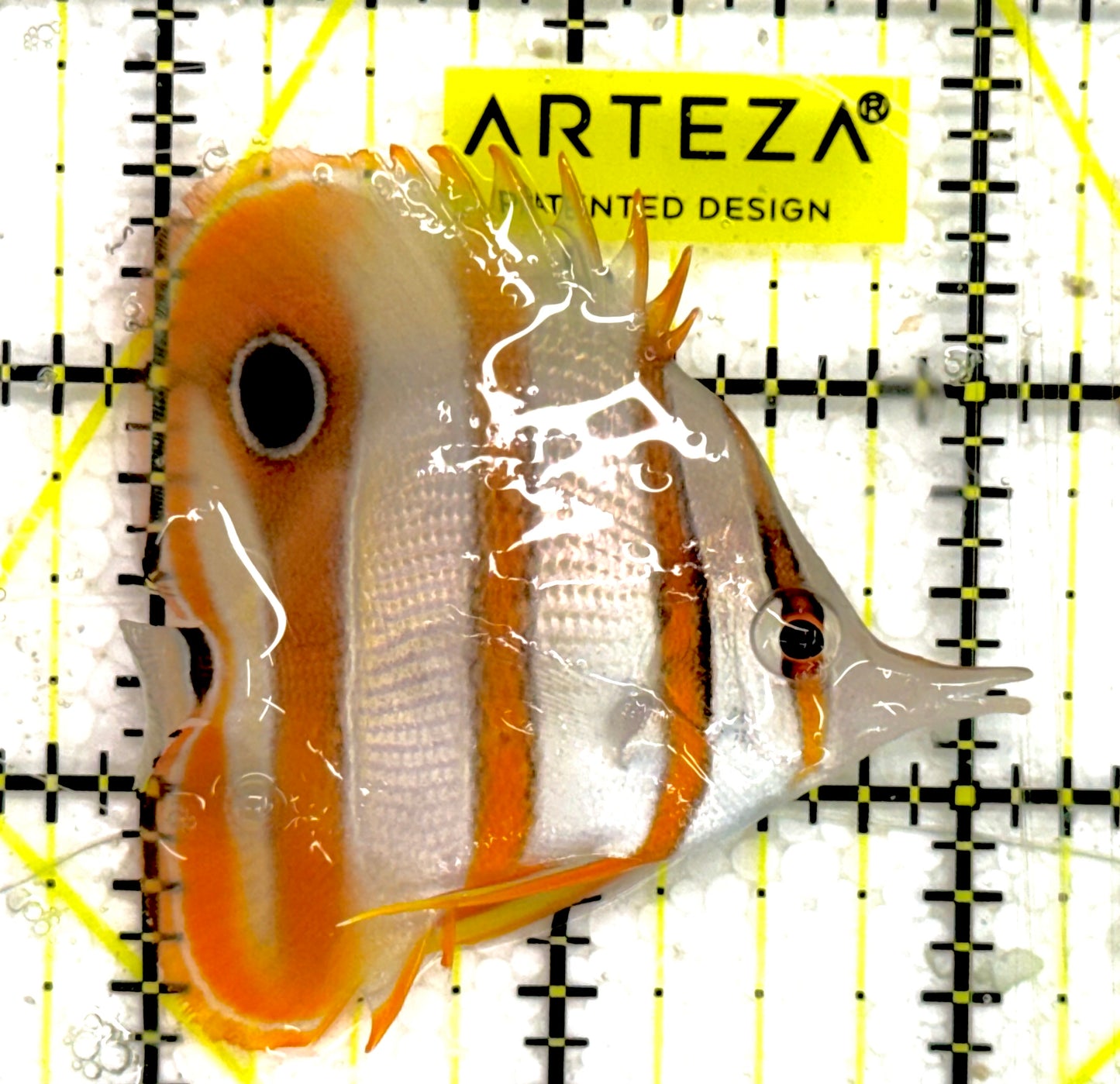 Copperband Butterflyfish CB043003 WYSIWYG Size: S 2.25" approx