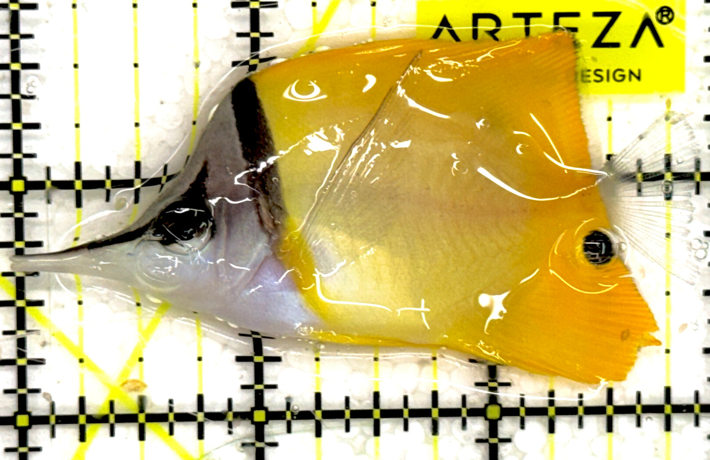 Yellow Longnose Butterflyfish YLB043001 WYSIWYG Size: M 3" approx