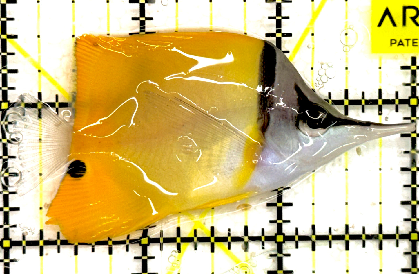 Yellow Longnose Butterflyfish YLB043001 WYSIWYG Size: M 3" approx