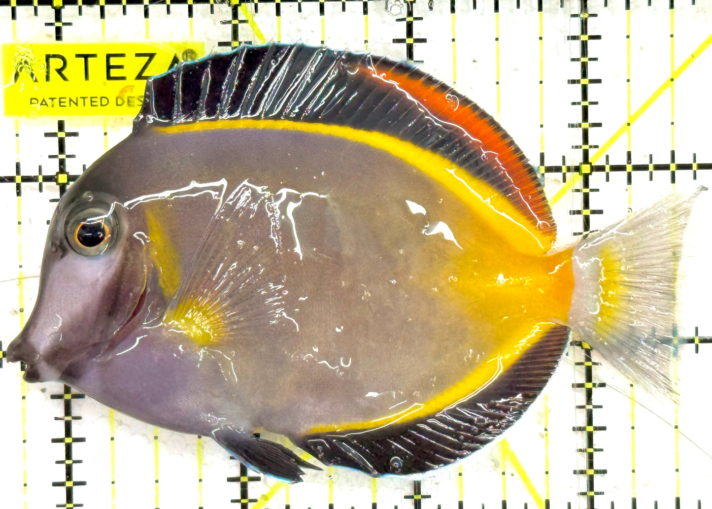 Powder Brown Tang PBT043001 WYSIWYG Size: M 4" approx