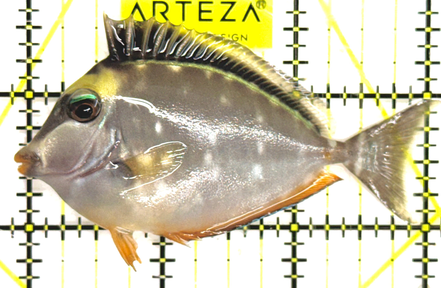 Naso Tang NT043001 WYSIWYG Size: S 3" approx