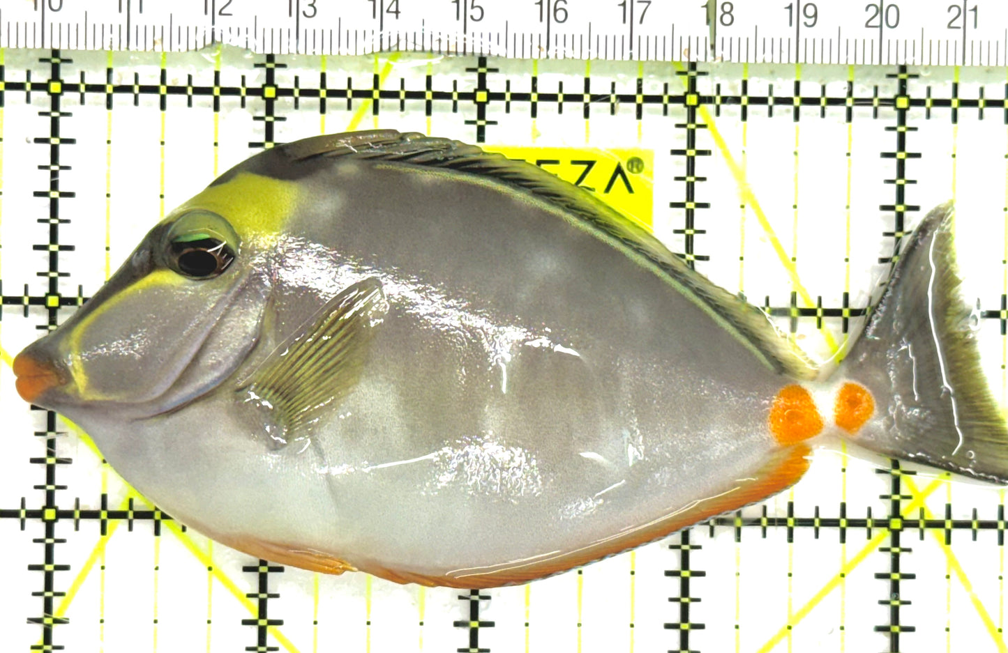 Naso Tang NT043002 WYSIWYG Size: ML 5" approx