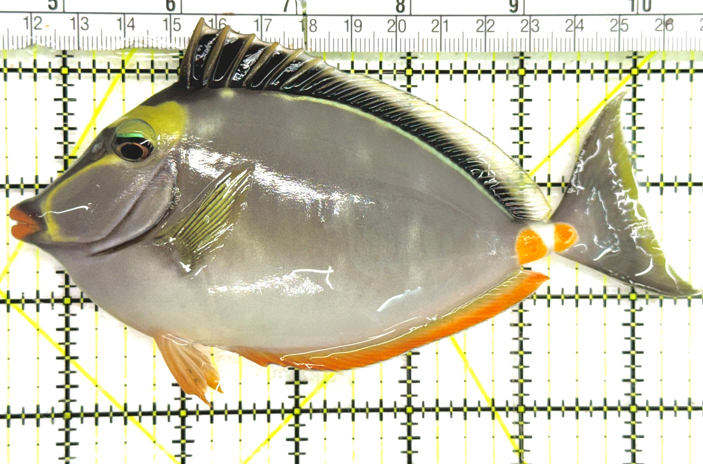 Naso Tang NT043003 WYSIWYG Size: L 5.5" approx