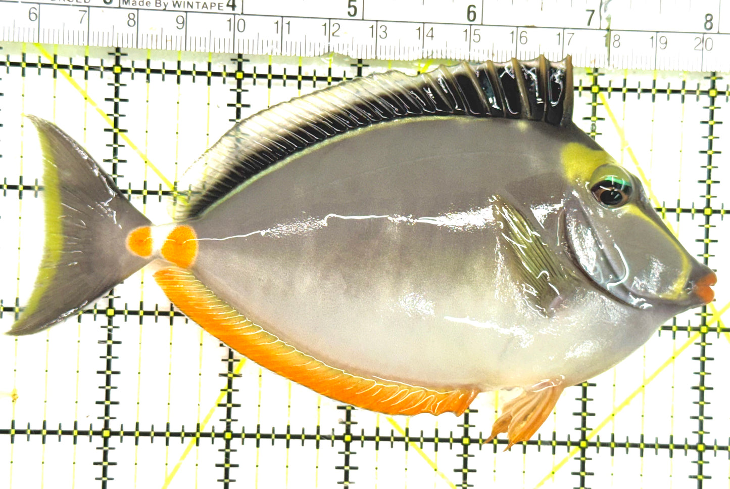 Naso Tang NT043003 WYSIWYG Size: L 5.5" approx