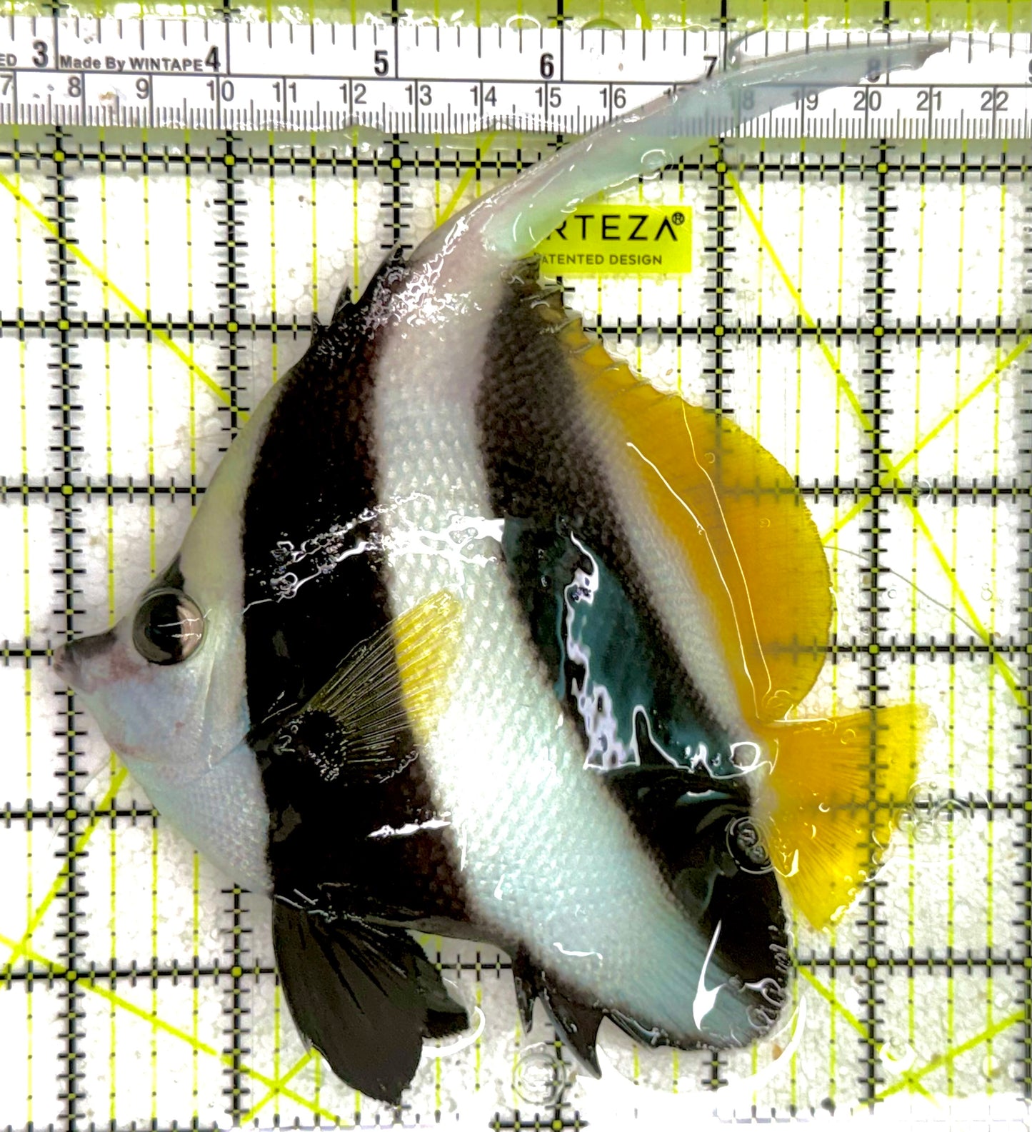 Heniochus Butterflyfish HB050103 WYSIWYG Size: XL 5.5" approx