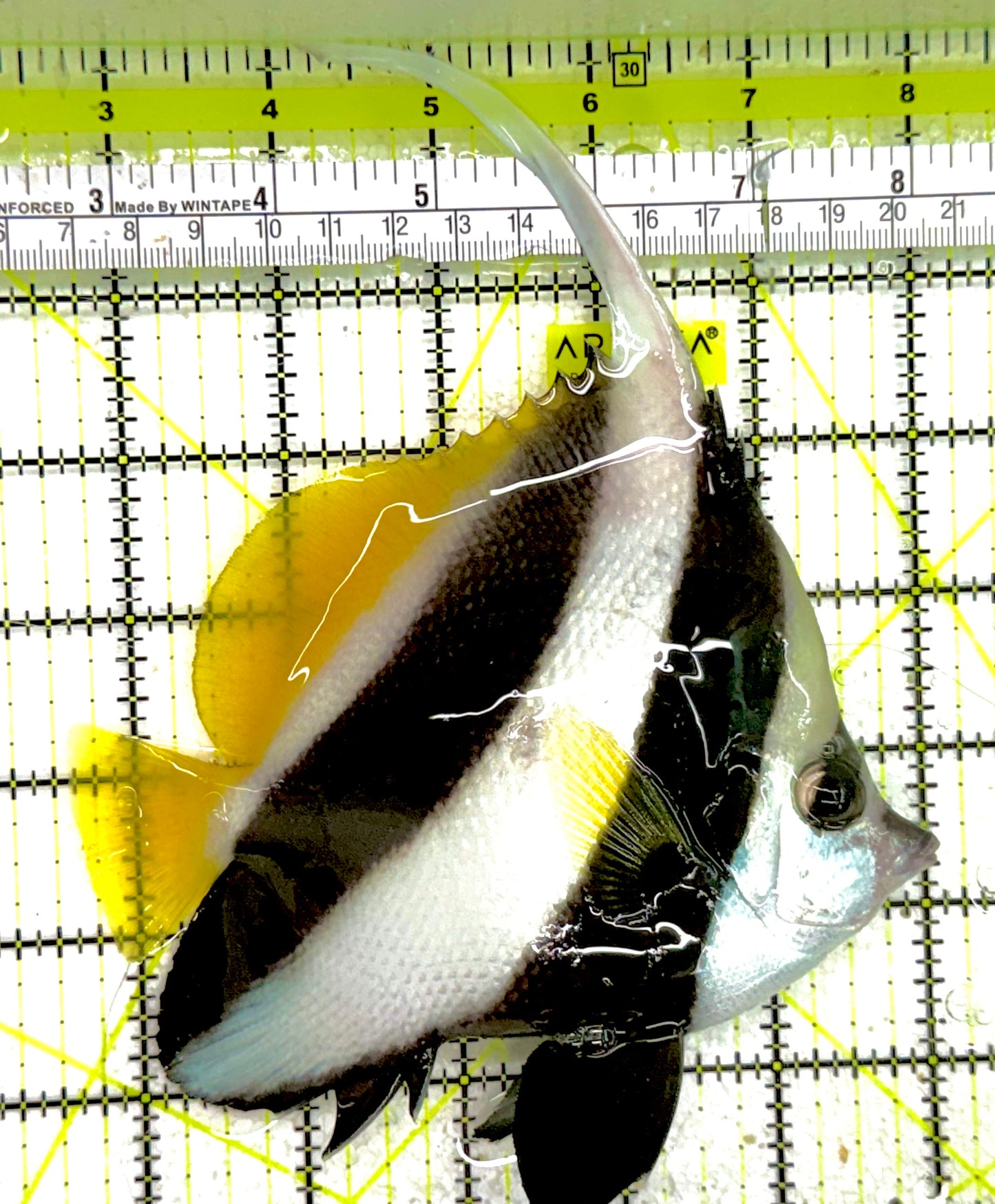 Heniochus Butterflyfish HB050103 WYSIWYG Size: XL 5.5" approx