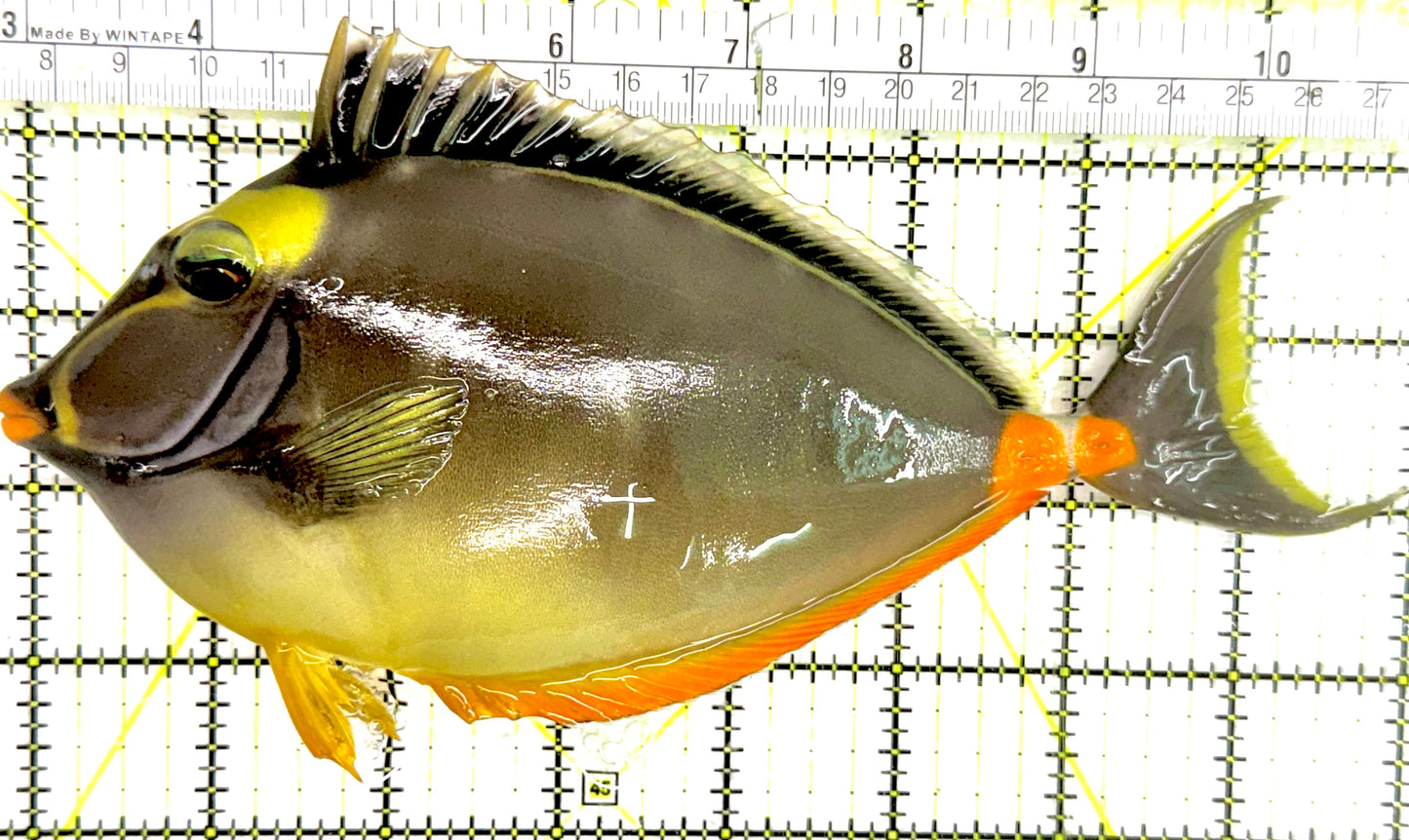 Naso Tang NT050101 WYSIWYG Size: XXL 8" approx