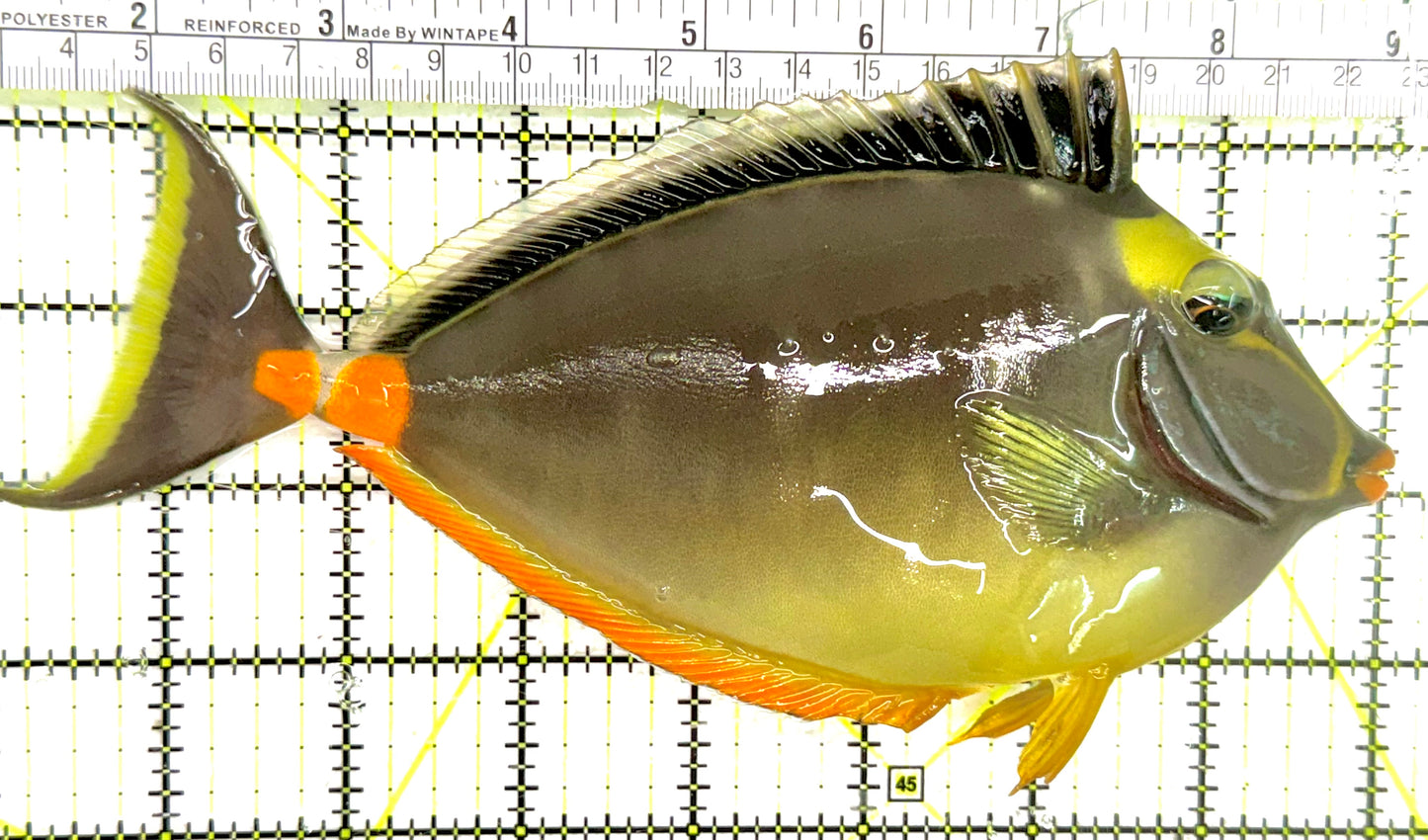 Naso Tang NT050101 WYSIWYG Size: XXL 8" approx