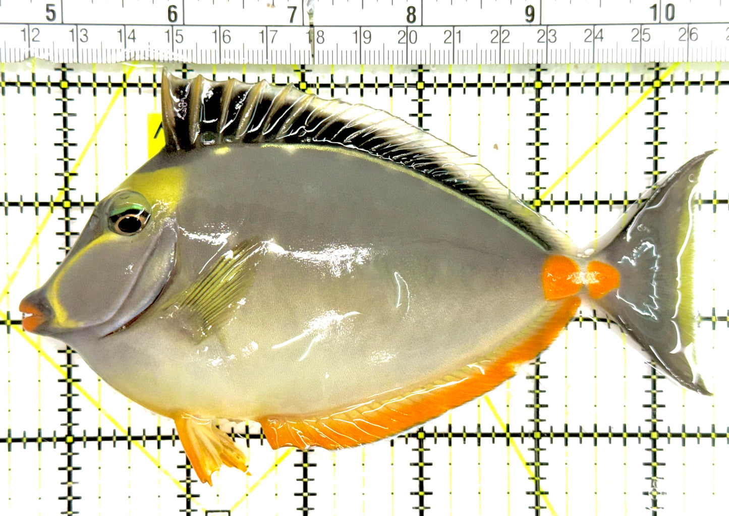 Naso Tang NT050102 WYSIWYG Size: XL 6" approx