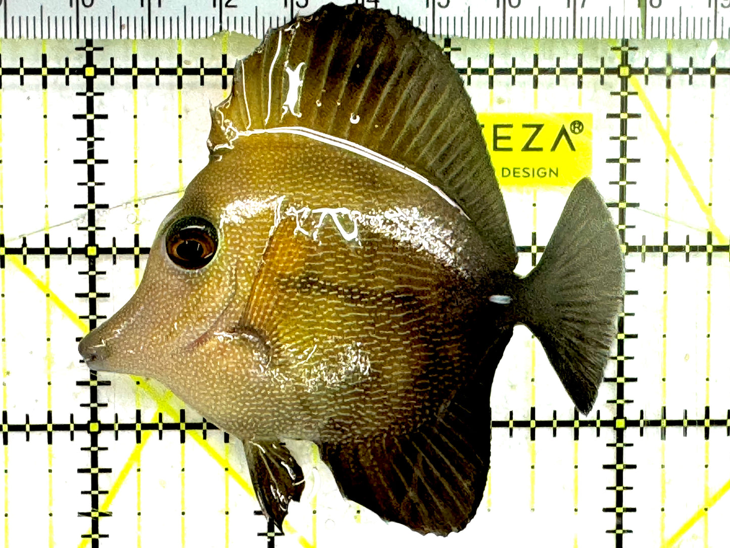 Scopas Tang ST043003 WYSIWYG Size: M 3" approx