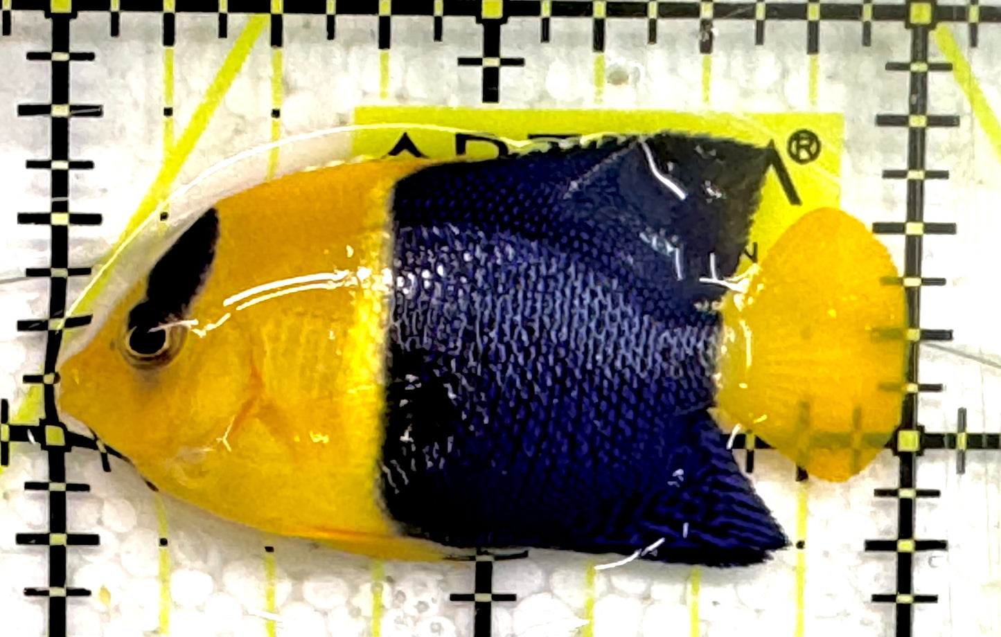 Bicolor Angelfish BA043001 WYSIWYG Size: S 2" approx