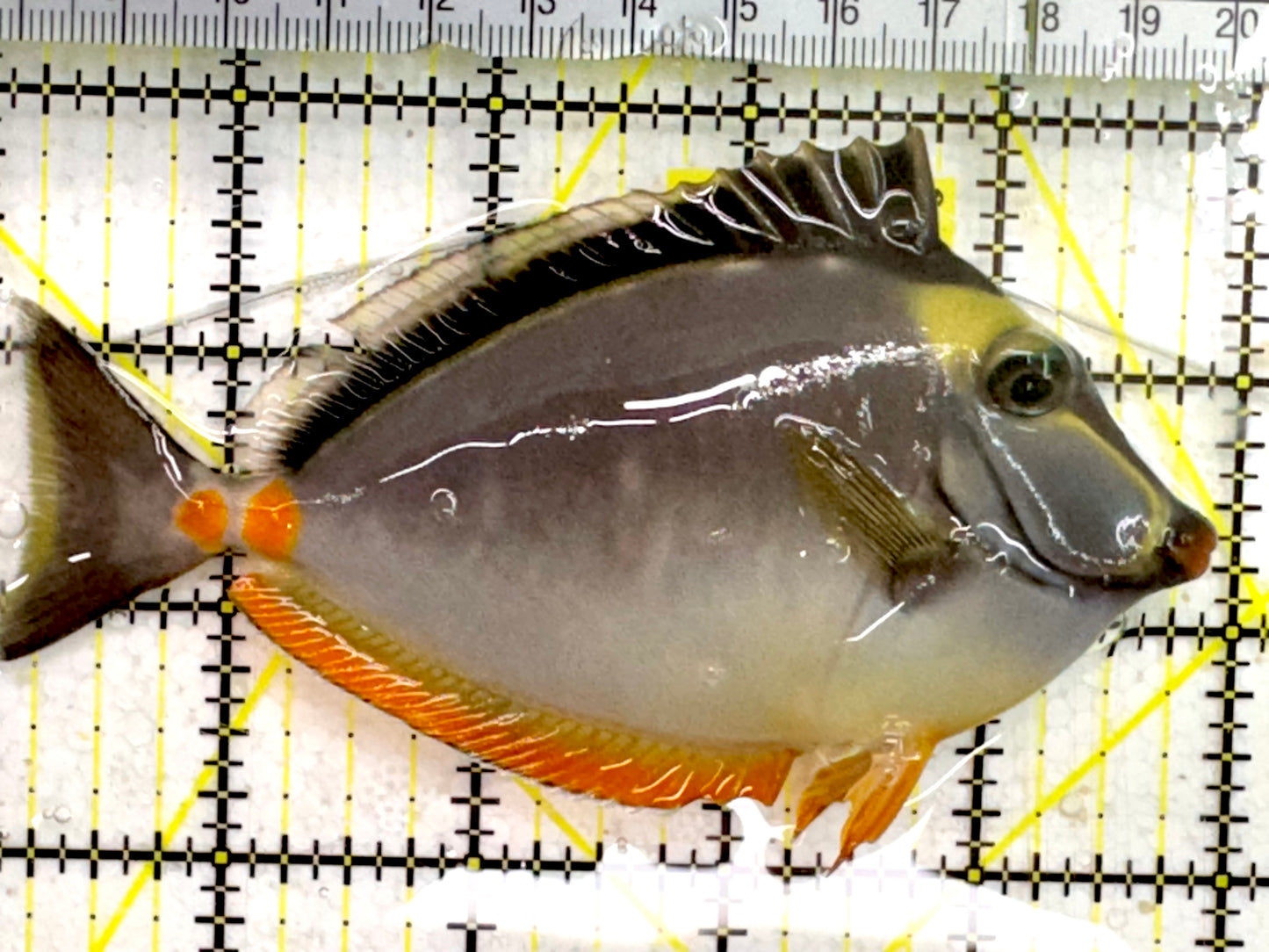 Naso Tang NT043001 WYSIWYG Size: 4.5”