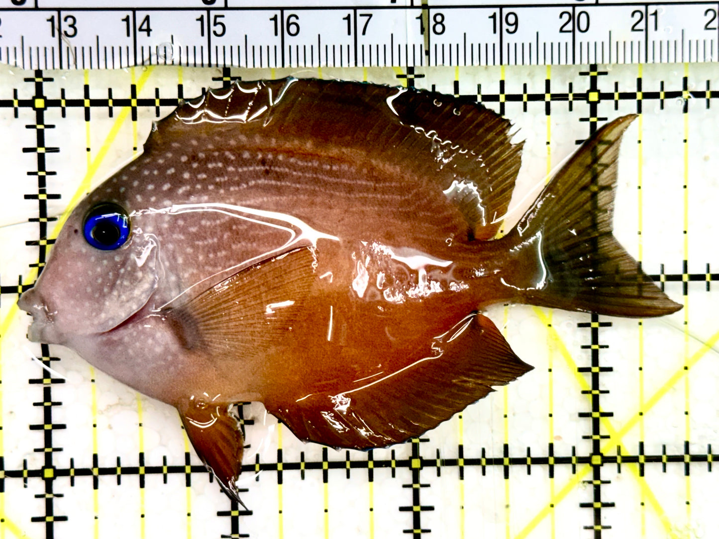 Blue Eye Kole Tang BET043001 WYSIWYG Size: M 3.5”