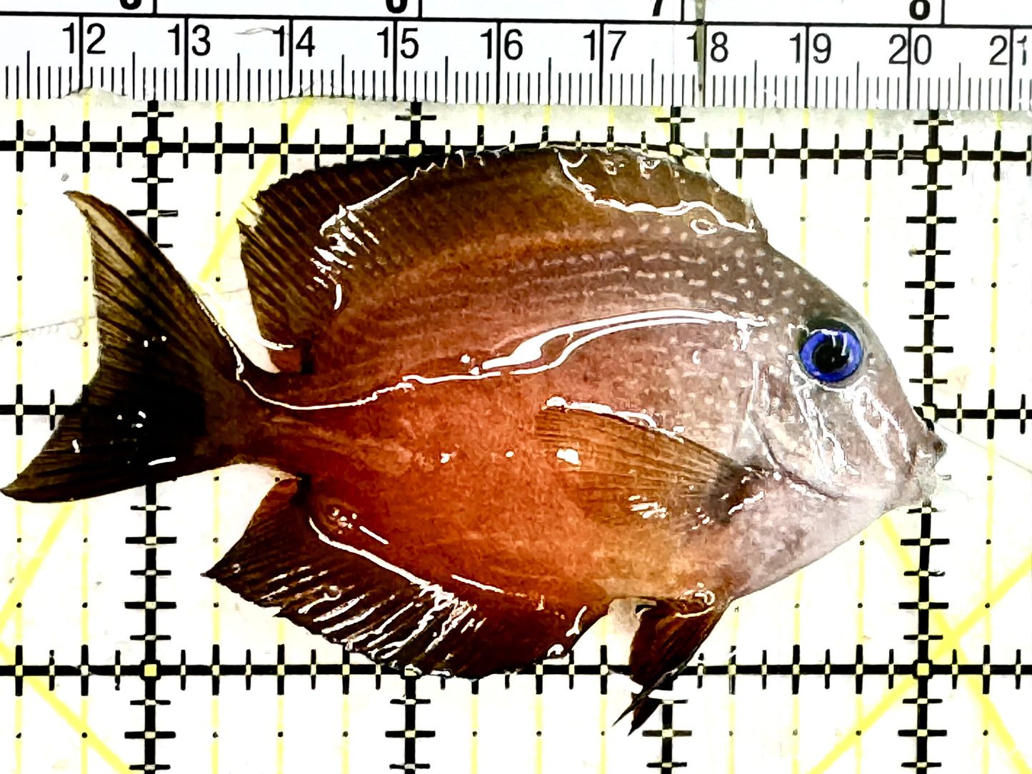 Blue Eye Kole Tang BET043001 WYSIWYG Size: M 3.5”