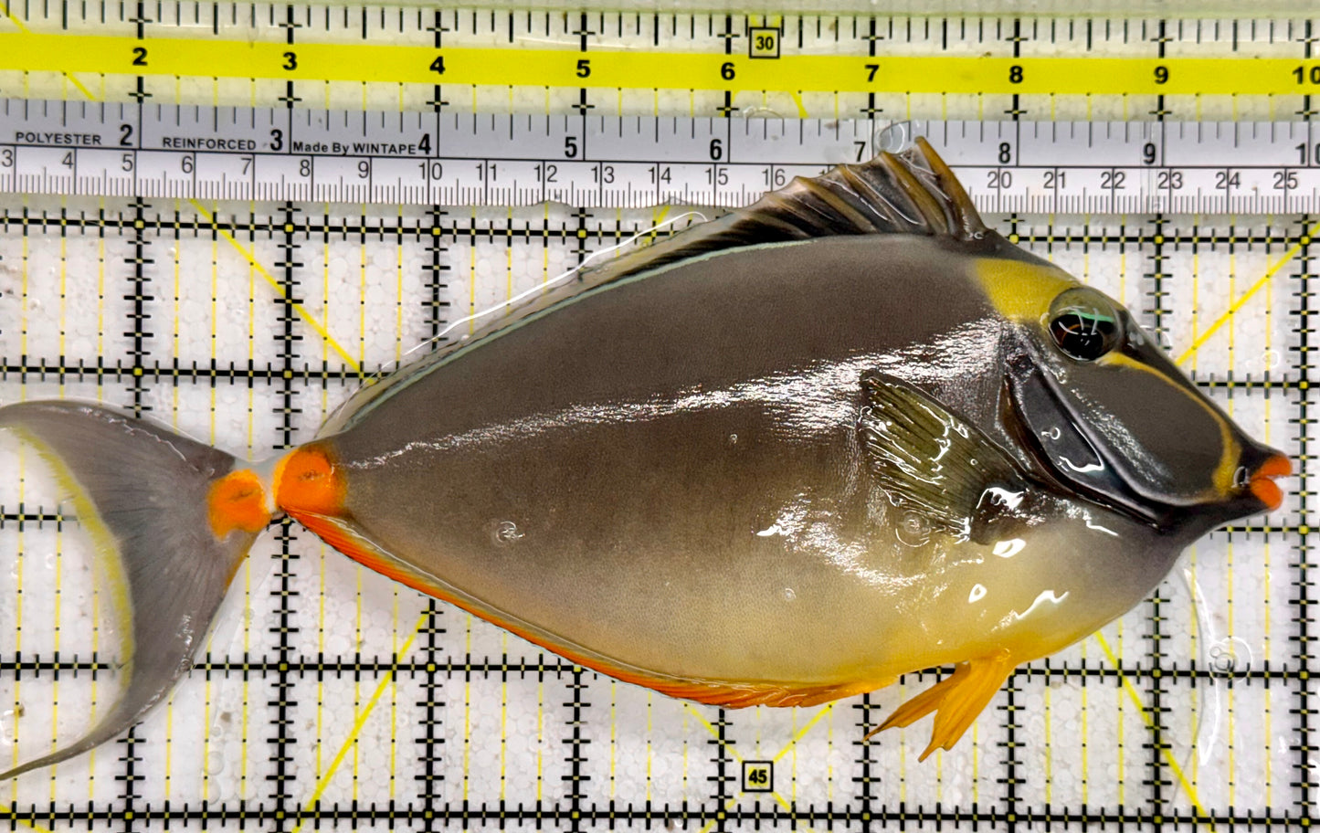 Naso Tang NT043002 WYSIWYG Size: XXL Streamers 9”