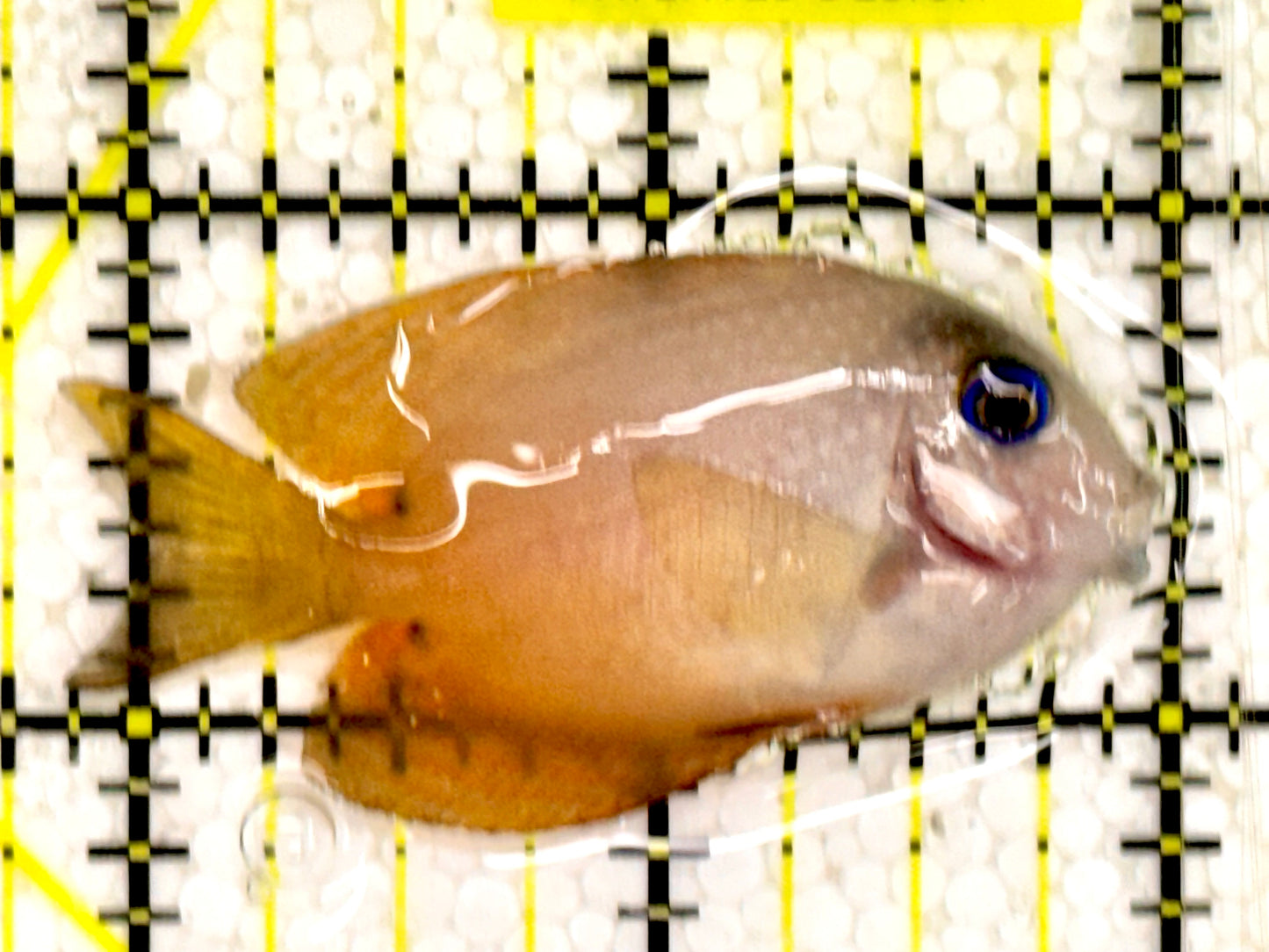 Blue Eye Kole Tang BET043001 WYSIWYG Size: S 2"