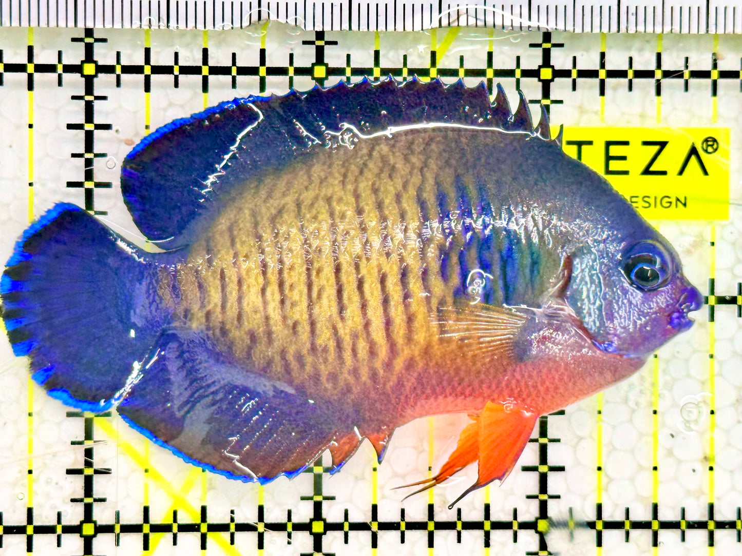 Coral Beauty Angelfish CBA043001 WYSIWYG Size: ML 3"