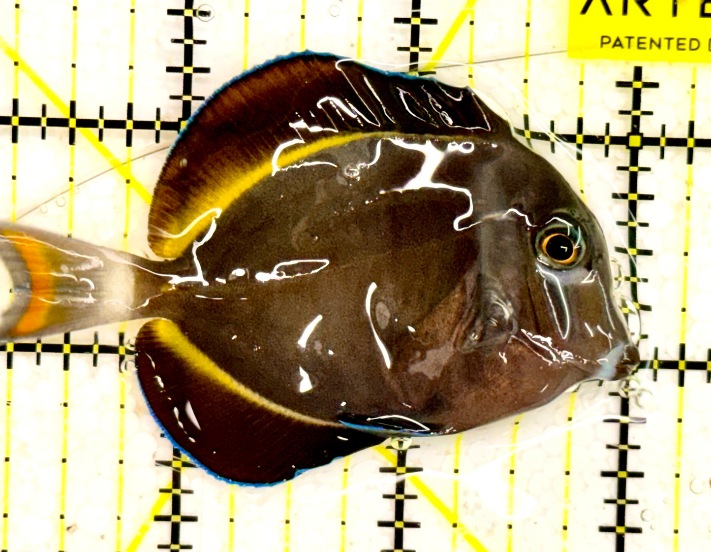 Powder Brown Tang PBT043001 WYSIWYG Size: 3"