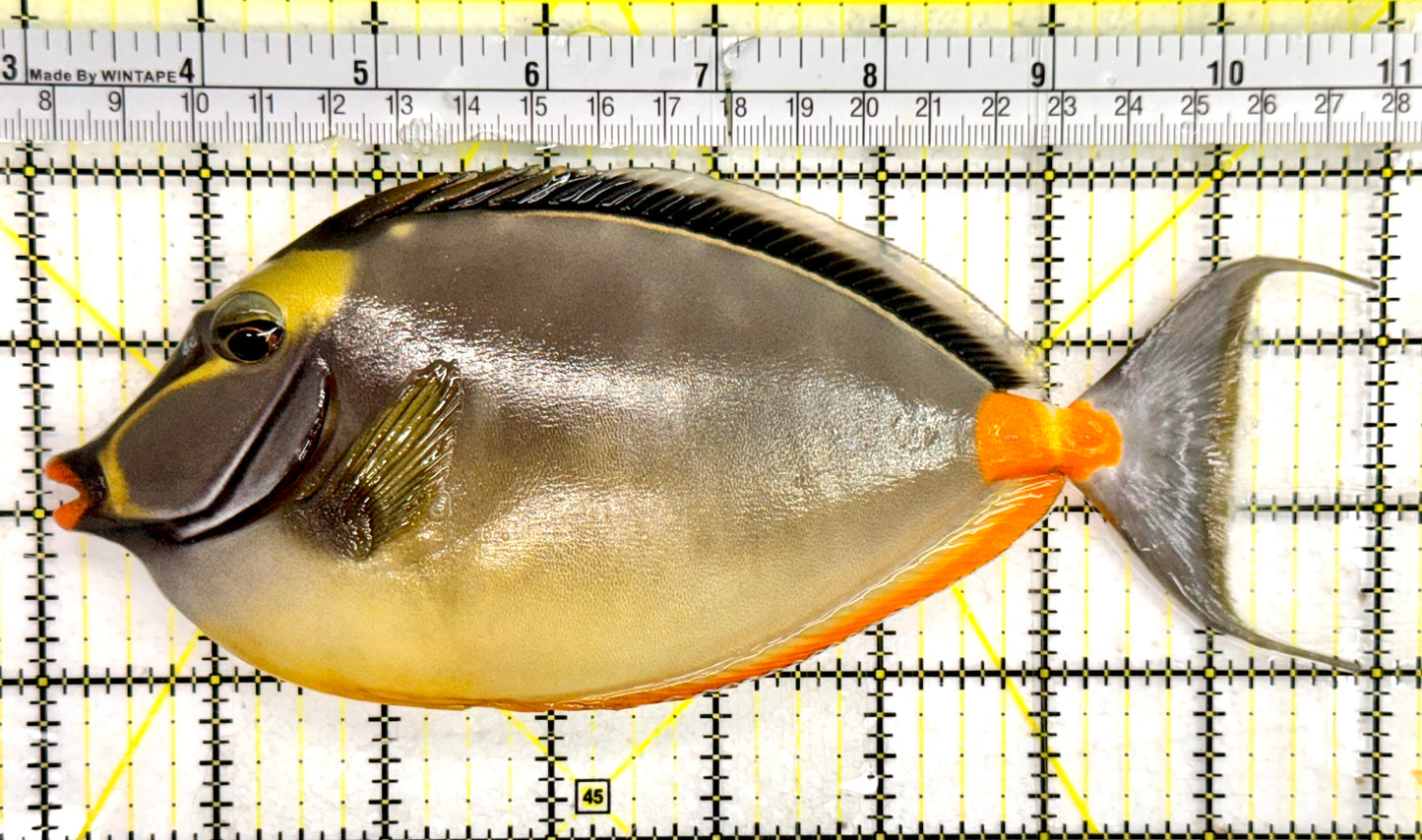 Naso Tang NT043005 WYSIWYG Size: 8”
