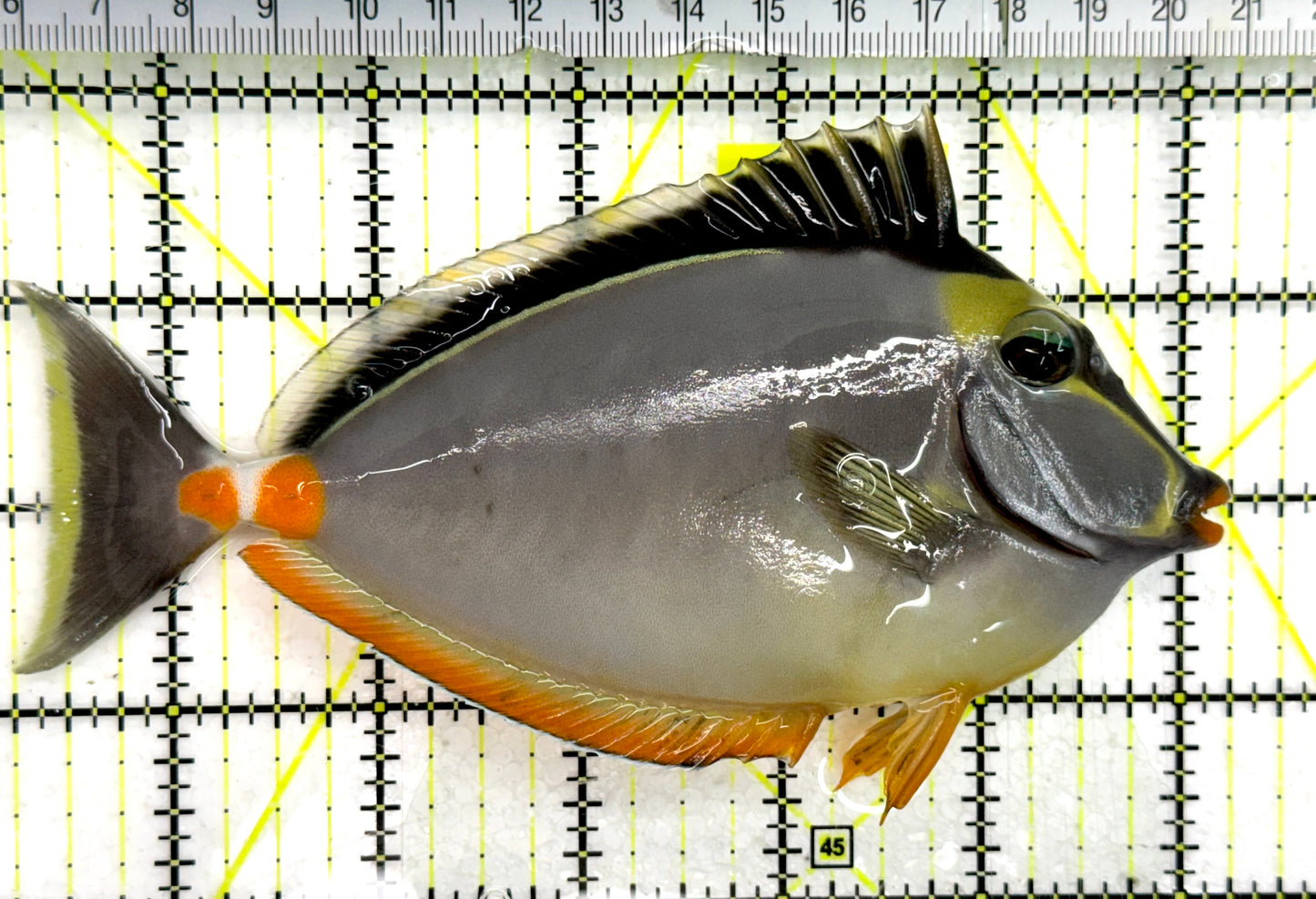 Naso Tang NT043006 WYSIWYG Size: L 6"