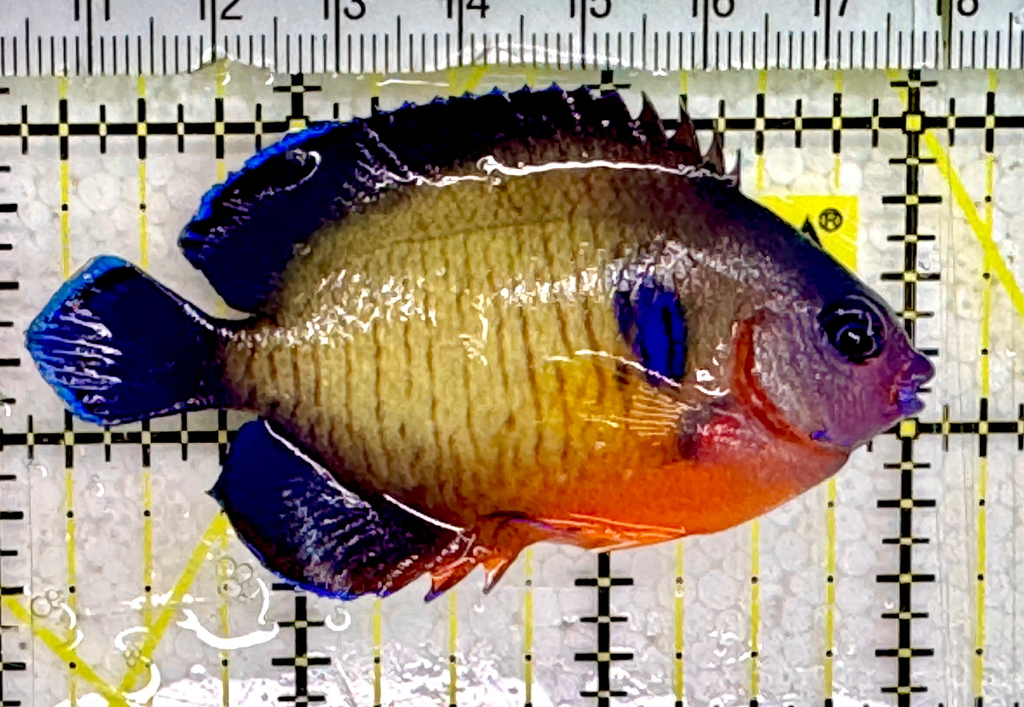 Coral Beauty Angelfish CBA043002 WYSIWYG Size: ML 3"