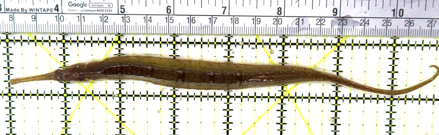 Alligator Pipefish AP032002 WYSIWYG Size: XXL 7.75" approx