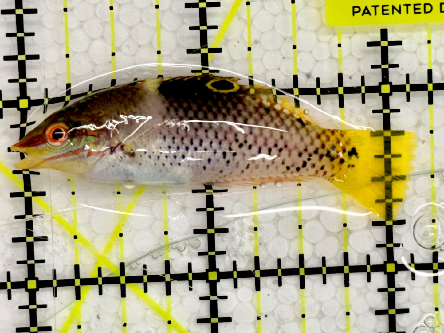 Checkerboard Wrasse CBW043002 WYSIWYG Size: 2"