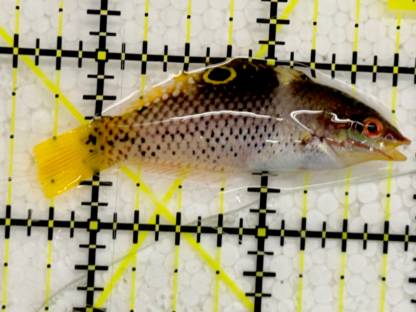 Checkerboard Wrasse CBW043002 WYSIWYG Size: 2"