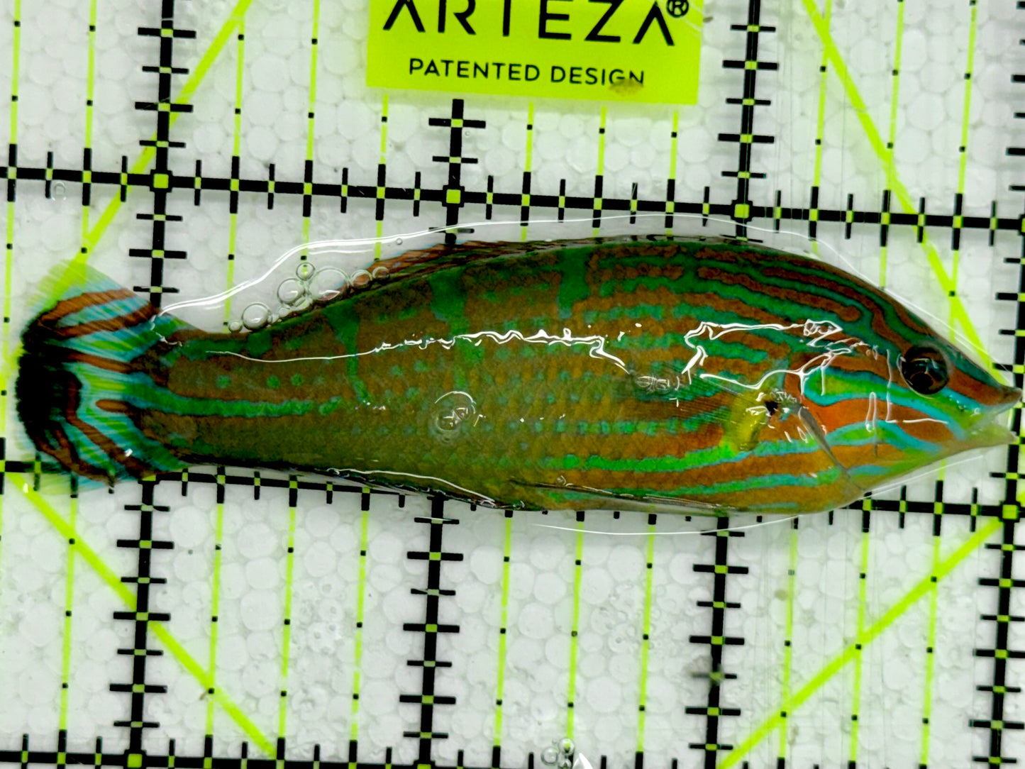 Melanurus Wrasse MW043003 WYSIWYG Size: 3.5”