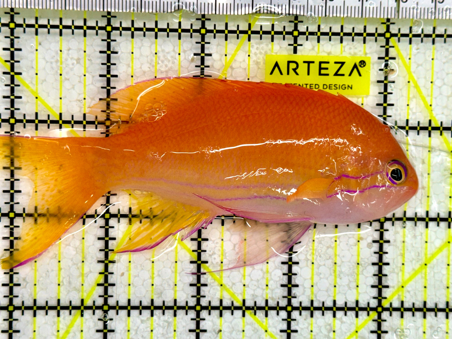 Squareback Anthias SA043001 WYSIWYG Size: XL 4.5”