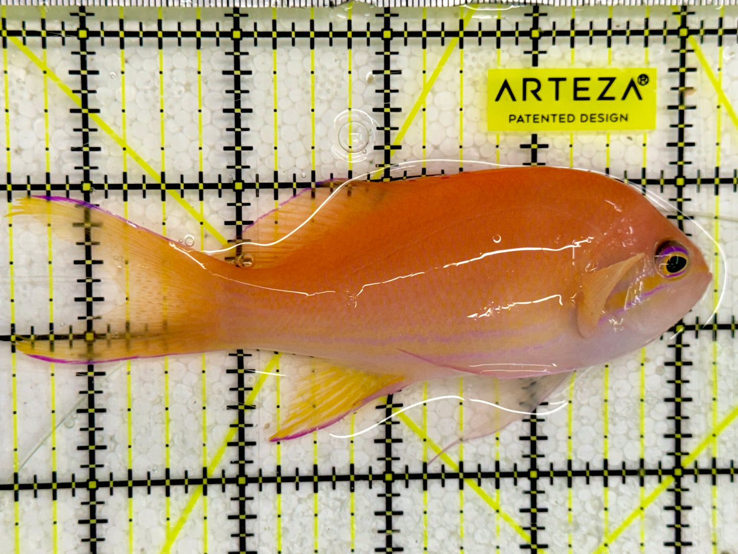 Squareback Anthias SA043002 WYSIWYG Size: XL 4.5”